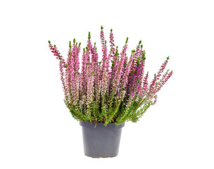 blooming pink heather bush in pot. photo