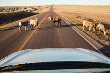 Car With Goats On Country Road During Sunset