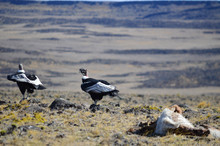 Condor Eating A Pray In A Patagonian Landscape
