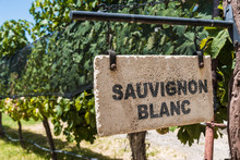 Sign of Sauvignon Blanc grape wine against the background of vine plants in a vineyard