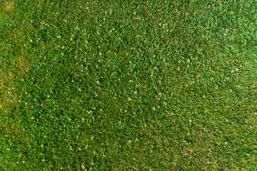 Natural abstract background of green bright grass 