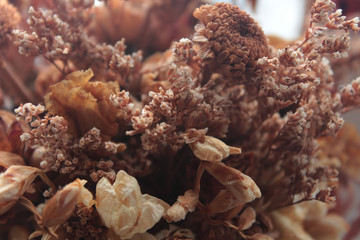 beautiful closeup of dry plants