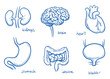 Set of different human inner organs as brain, heart, stomach, intestine, kidneys and bladder, for medical info graphics. Hand drawn line art cartoon vector illustration.