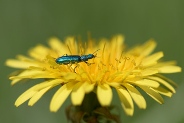 green iridescent beetle eating polen on dandelion flower 