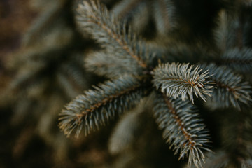  branches of a fur tree