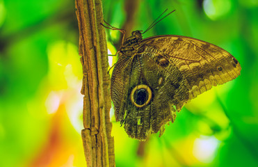 Closeup beautiful butterfly in a summer garden