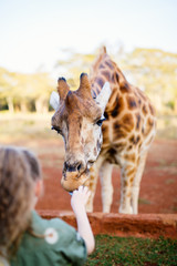 Wall Mural - Cute little girl feeding giraffe in Africa