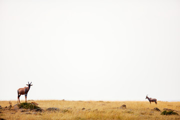 Poster - Topi antelope in Kenya