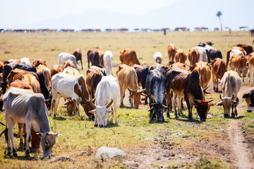 Canvas Print - Cows grazing in Africa