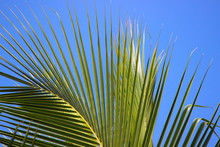 Low Angle View Of Palm Leaves Against Clear Blue Sky