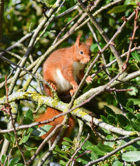red squirrel on a tree