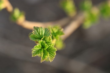 New young leaves of black currant growing in a garden. First greens of spring. Close up, selective focus, blurred background.