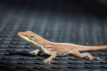 Brown Green Anole Lizard On Patio Chair In Backyard - Selective Focus