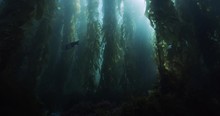 Scuba Diver With Light Swimming Through Kelp Forest.