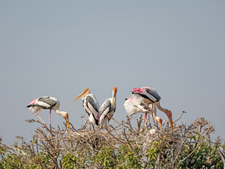 Wall Mural - Close up Group of Painted Stork Nesting on The Top of Tree