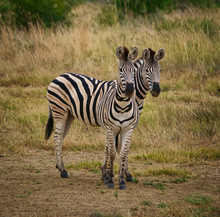 Two Zebras In The Wild African Savanna
