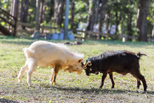In The Morning, Two White And Black Young Goats Were Fighting At The Grass Field.