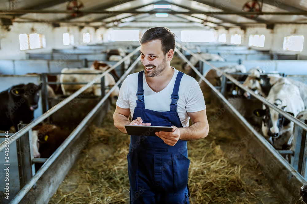 Handsome caucasian farmer in overall standing in stable, using tablet and smiling. All around are calves and cows. - obrazy, fototapety, plakaty 