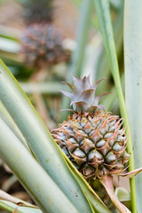 Wall Mural - Close up Pine apple in garden