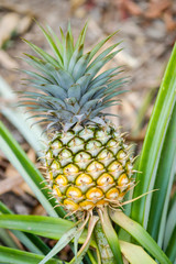 Wall Mural - Close up Pine apple in garden