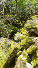 Poster - moss covered rocks