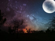 Silhouette Trees Against Moon And Star Field In Sky At Night