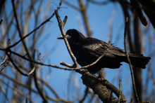Black Crow On A Branch, A Bird On The Street