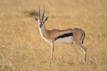 Thomson Gazelle Stands Eyeing Camera In Grass