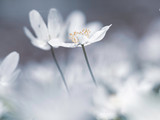 Fototapeta Kwiaty - Białe wiosenne kwiaty w słoneczny dzień