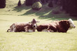 Zwei Kühe liegen auf der Weide