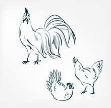 Chicken Cock Vector Illustration Japanese Chinese Ink Line Sketch Style