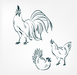 Wall Mural - chicken cock vector illustration japanese chinese ink line sketch style