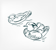 Mandarin Bird Duck Vector Illustration Japanese Chinese Ink Line Sketch Style