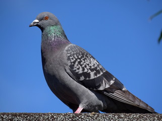 pigeon