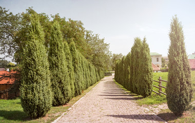 Sticker - Summer Village Sunny Alley and Evergreen Cypresses