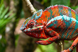 Fototapeta Sawanna - Colorful chameleon on a branch in a national park on the island of Madagascar
