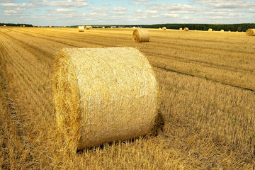 Hay bale in the foreground on a field with the same bales