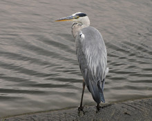 Grey Heron Ardea Cinerea Fishing In The Shallows Of Sounthern England River