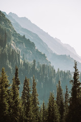 Wall Mural - Kyrgyzstan. The nature of Kyrgyzstan. Summer. Mountain landscape. Among the tall, dense green spruces, mountains are visible at dawn. Screensaver photo