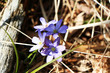 Flower - Blue flower grows in the forest.