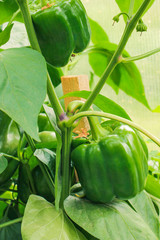 Wall Mural - Large green peppers growing in a greenhouse. Close-up.