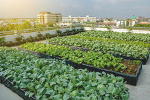 Rooftop Garden, Rooftop Vegetable Garden, Growing Vegetables On The Rooftop Of The Building, Agriculture In Urban On The Rooftop Of The Building