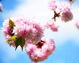 Fototapeta Krajobraz - pink cherry blossom