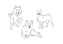 Japanese Dog Akita Sketch Vector Japanese Chinese Design Isolated Elements