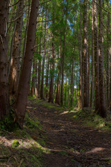 Fototapeta gruta do natal hiking trail in the forest on the island of terceira in azores.