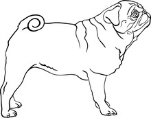 Pug Dog Profile Vector  Black And White Line Drawing Illustration 