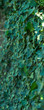 Zielone liście bluszczu pnącego się w ogrodzie, bluszcz pospolity, Hedera helix