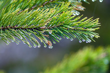 Green Pine Needles With Water Drops On Them After The Rain. Close Up