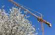 © misu - Construction crane with a spring flowering trees