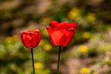 Fototapeta Tulipany - beautiful colorful tulip in the garden park